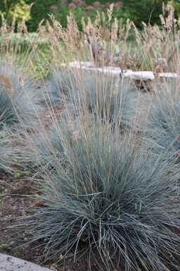 Fétuque de Saint-Yves Festuca glauca 'Elijah Blue' 5-10 Pot 9x9 cm (P9) Festuca glauca 'Elijah Blue'