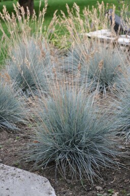 Fétuque de Saint-Yves Festuca glauca 'Elijah Blue' 5-10 Pot 9x9 cm (P9) Festuca glauca 'Elijah Blue'