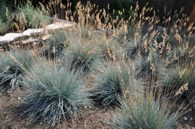 Fétuque de Saint-Yves Festuca glauca 'Elijah Blue' 5-10 Pot 9x9 cm (P9)