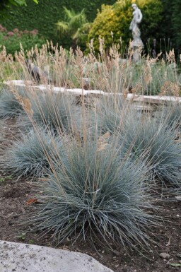 Fétuque de Saint-Yves Festuca glauca 'Elijah Blue' 5-10 Pot 9x9 cm (P9) Festuca glauca 'Elijah Blue'