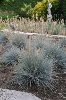 Fétuque de Saint-Yves Festuca glauca 'Elijah Blue' 5-10 Pot 9x9 cm (P9)