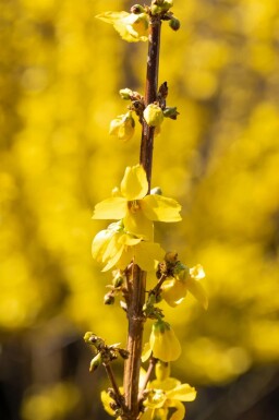 Forsythia × intermedia 'Goldrausch' C12 80-100