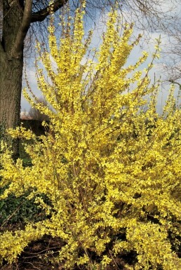 Forsythia intermédiaire Forsythia × intermedia 'Weekend' Arbuste 80-100 Pot 12 l (C12)