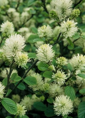 Grand Fothergilla Fothergilla major Arbuste 40-60 Pot 12 l (C12) Fothergilla major arbuste 40-60 cm