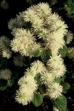 Grand Fothergilla Fothergilla major Arbuste 40-60 Pot 12 l (C12) Fothergilla major arbuste 40-60 cm