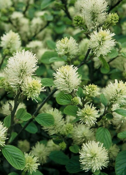 Grand Fothergilla Fothergilla major Arbuste 20-30 Pot 2 l (C2) Fothergilla major arbuste 20-30 cm