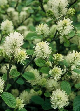 Grand Fothergilla Fothergilla major Arbuste 20-30 Pot 2 l (C2)