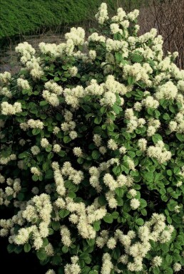 Grand Fothergilla Fothergilla major Arbuste 20-30 Pot 2 l (C2) Fothergilla major arbuste 20-30 cm
