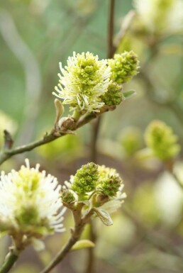 Grand Fothergilla Fothergilla major Arbuste 20-30 Pot 2 l (C2)