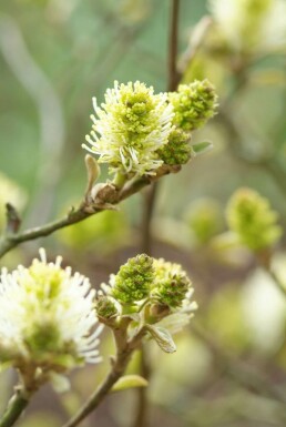 Grand Fothergilla Fothergilla major Arbuste 20-30 Pot 2 l (C2) Fothergilla major arbuste 20-30 cm