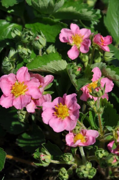 Fraisier Fragaria 'Lipstick' 5-10 Pot 9x9 cm (P9) Fragaria 'Lipstick'