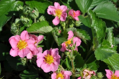 Fraisier Fragaria 'Lipstick' 5-10 Pot 9x9 cm (P9) Fragaria 'Lipstick'