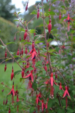 Fuchsia de Magellan Fuchsia magellanica 'Gracilis' 5-10 Pot 9x9 cm (P9) Fuchsia magellanica 'Gracilis'