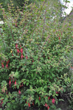 Fuchsia de Magellan Fuchsia magellanica 'Gracilis' 5-10 Pot 9x9 cm (P9) Fuchsia magellanica 'Gracilis'