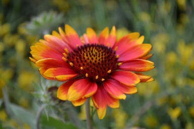 Gaillardia 'Kobold'