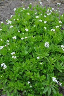 Gaillet odorant Galium odoratum 5-10 Pot 9x9 cm (P9)