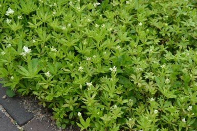 Gaillet odorant Galium odoratum 5-10 Pot 9x9 cm (P9)