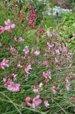 Onagre de lindheimer Gaura lindheimeri 'Siskiyou Pink' 10-15 Pot 2 l (C2) Gaura lindheimeri 'Siskiyou Pink'