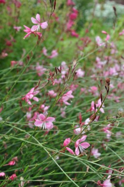 Onagre de lindheimer Gaura lindheimeri 'Siskiyou Pink' 5-10 Pot 9x9 cm (P9) Gaura lindheimeri 'Siskiyou Pink'
