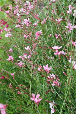 Onagre de lindheimer Gaura lindheimeri 'Siskiyou Pink' 5-10 Pot 9x9 cm (P9) Gaura lindheimeri 'Siskiyou Pink'