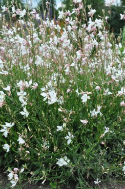 Onagre de lindheimer Gaura lindheimeri 'Whirling Butterflies' 5-10 Pot 9x9 cm (P9) Gaura lindheimeri 'Whirling Butterflies'