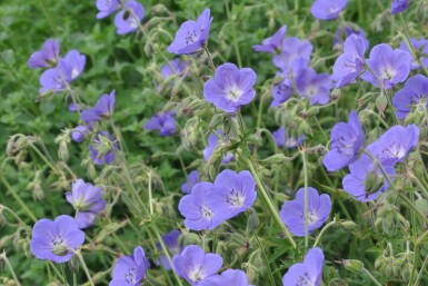 Géranium Geranium 'Brookside' 5-10 Pot 9x9 cm (P9)