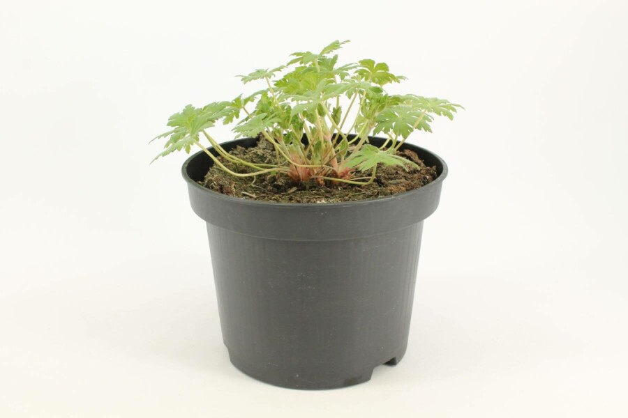 Géranium Geranium 'Johnson's Blue' 10-15 Pot 2 l (C2) Geranium 'Johnson's Blue'