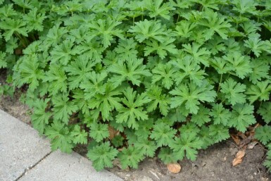 Géranium Geranium 'Johnson's Blue' 5-10 Pot 9x9 cm (P9)