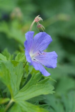 Géranium Geranium 'Johnson's Blue' 5-10 Pot 9x9 cm (P9)