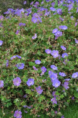 Géranium Geranium 'Rozanne' 5-10 Pot 9x9 cm (P9)