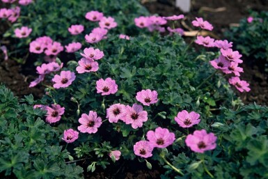 Géranium cendré Geranium cinereum 'Ballerina' 5-10 Pot 9x9 cm (P9)