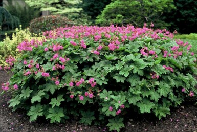 Géranium à grosses racines Geranium macrorrhizum 5-10 Pot 9x9 cm (P9)