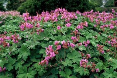 Géranium à grosses racines Geranium macrorrhizum 5-10 Pot 9x9 cm (P9)