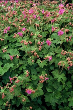 Géranium à grosses racines Geranium macrorrhizum 'Bevan's Variety' 5-10 Pot 9x9 cm (P9)