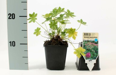 Géranium à grosses racines Geranium macrorrhizum 'Bevan's Variety' 5-10 Pot 9x9 cm (P9) Geranium macrorrhizum 'Bevan's Variety'