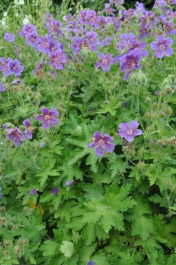 Géranium Magnifique Geranium × magnificum 5-10 Pot 9x9 cm (P9) Geranium × magnificum