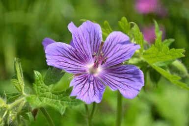 Géranium Magnifique Geranium × magnificum 5-10 Pot 9x9 cm (P9)