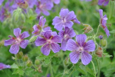 Géranium Magnifique Geranium × magnificum 5-10 Pot 9x9 cm (P9)