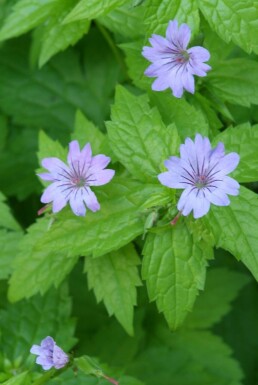 Géranium noueux Geranium nodosum 5-10 Pot 9x9 cm (P9)