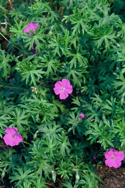 Géranium sanguin Geranium sanguineum 5-10 Pot 9x9 cm (P9) Geranium sanguineum