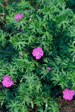 Géranium sanguin Geranium sanguineum 5-10 Pot 9x9 cm (P9)