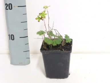 Géranium sanguin Geranium sanguineum 5-10 Pot 9x9 cm (P9)