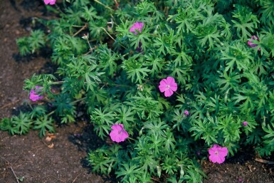 Géranium sanguin Geranium sanguineum 5-10 Pot 9x9 cm (P9)