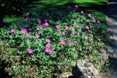 Géranium sanguin Geranium sanguineum 5-10 Pot 9x9 cm (P9)