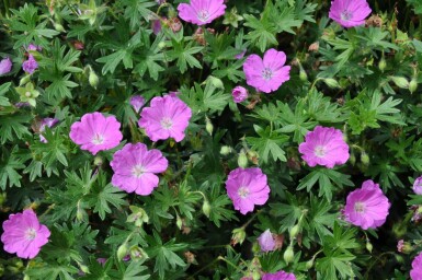 Géranium sanguin Geranium sanguineum 'Max Frei' 5-10 Pot 9x9 cm (P9)