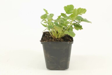 BenoĂźte du Chili Geum chiloense 'Lady Stratheden' 5-10 Pot 9x9 cm (P9) Geum chiloense 'Lady Stratheden'