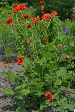 Benoîte du Chili Geum chiloense 'Mrs Bradshaw' 5-10 Pot 9x9 cm (P9)