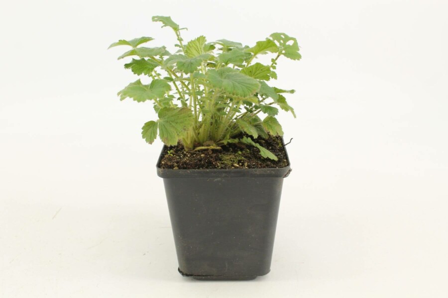 Benoîte du Chili Geum chiloense 'Mrs Bradshaw' 5-10 Pot 9x9 cm (P9) Geum chiloense 'Mrs Bradshaw'