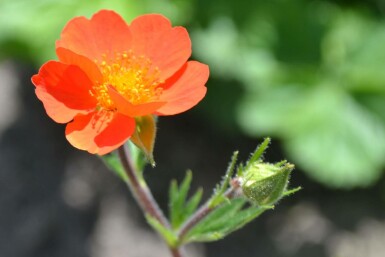 Benoïte écarlate Geum coccineum 'Borisii' 5-10 Pot 9x9 cm (P9)