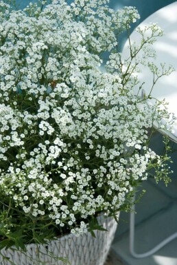 Gypsophile en panicule Gypsophila paniculata 'Schneeflocke' 5-10 Pot 9x9 cm (P9) Gypsophila paniculata 'Schneeflocke'